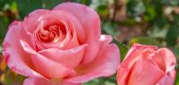 Evangelische Kirche ist Patin der neuen IGA-Rose 2017. Foto: Meilland