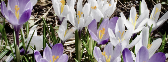 Karwoche und Ostern 2026 in den Kirchengemeinden des Ev. Kirchenkreises Berlin Süd-Ost. Foto: ekbso.de