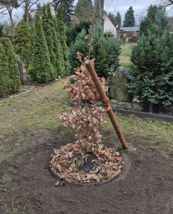 Eine Eiche für Ava – der lange Weg einer Eiche(l) aus dem Volkspark Friedrichshain bis zum Waldfriedhof in Schöneiche. Foto: Julian Schilling