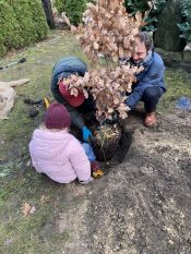 Eine Eiche für Ava – der lange Weg einer Eiche(l) aus dem Volkspark Friedrichshain bis zum Waldfriedhof in Schöneiche. Foto: Jürgen Bosenius
