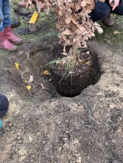 Eine Eiche für Ava – der lange Weg einer Eiche(l) aus dem Volkspark Friedrichshain bis zum Waldfriedhof in Schöneiche. Foto: Jürgen Bosenius