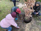 Eine Eiche für Ava – der lange Weg einer Eiche(l) aus dem Volkspark Friedrichshain bis zum Waldfriedhof in Schöneiche. Foto: Jürgen Bosenius