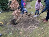 Eine Eiche für Ava – der lange Weg einer Eiche(l) aus dem Volkspark Friedrichshain bis zum Waldfriedhof in Schöneiche. Foto: Jürgen Bosenius